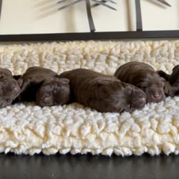 Labrador Retriever Puppies from Trouvae Labradors