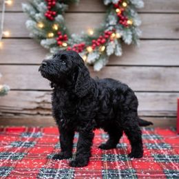 Aqua Boy - Black male Goldendoodle puppy in Ocala, Florida from Dandy Doodles