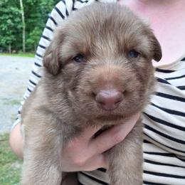 Dark Green Collar Boy - Sable male German Shepherd puppy in Dallas, Pennsylvania from Mountainside German Shepherds