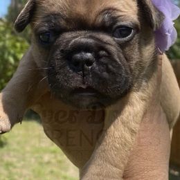 French Bulldogs from Ever Dream Frenchies