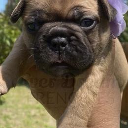 French Bulldogs from Ever Dream Frenchies
