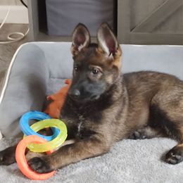 Girl 1 - Purple Collar - Sable female German Shepherd puppy in Fairmont, West Virginia from vom Haus Regenbaum