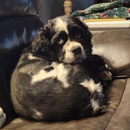 Elza - Blue roan female English Cocker Spaniel puppy in Howell, Michigan from Robbin's Treasures