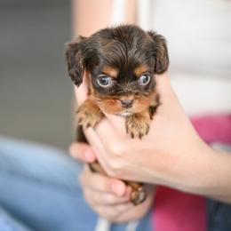 Girl 3 - female Cavalier King Charles Spaniel puppy in Sugarcreek, Ohio from Chocolate Cavalier