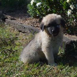 Girl 4 - Fawn Anatolian Shepherd Dog puppy in Black, Alabama from Pine Meadows Farm
