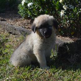 Girl 4 - Fawn Anatolian Shepherd Dog puppy in Black, Alabama from Pine Meadows Farm