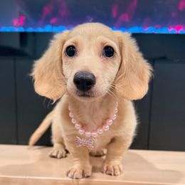 Lemon - Cream female Dachshund puppy in Bradenton, Florida from Winsor Family Dachshunds
