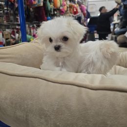 Frosty the Snow Man - White male Maltese puppy in Washington from Mt.BakerPoodles&Doodles