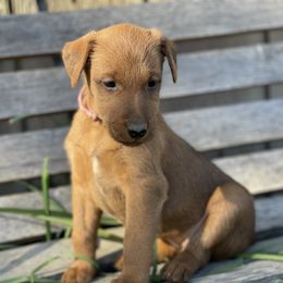 Girl 1 - Irish Terrier puppy from Avonlea Terriers