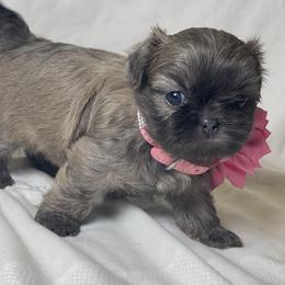 Astoria - Blue female Shih Tzu puppy in Riverside, California from Be Dazzled Shihtzu