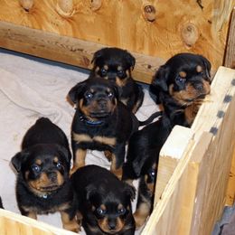 Rottweiler and Toy Shetland Sheepdog Puppies from Mountain High Kennels