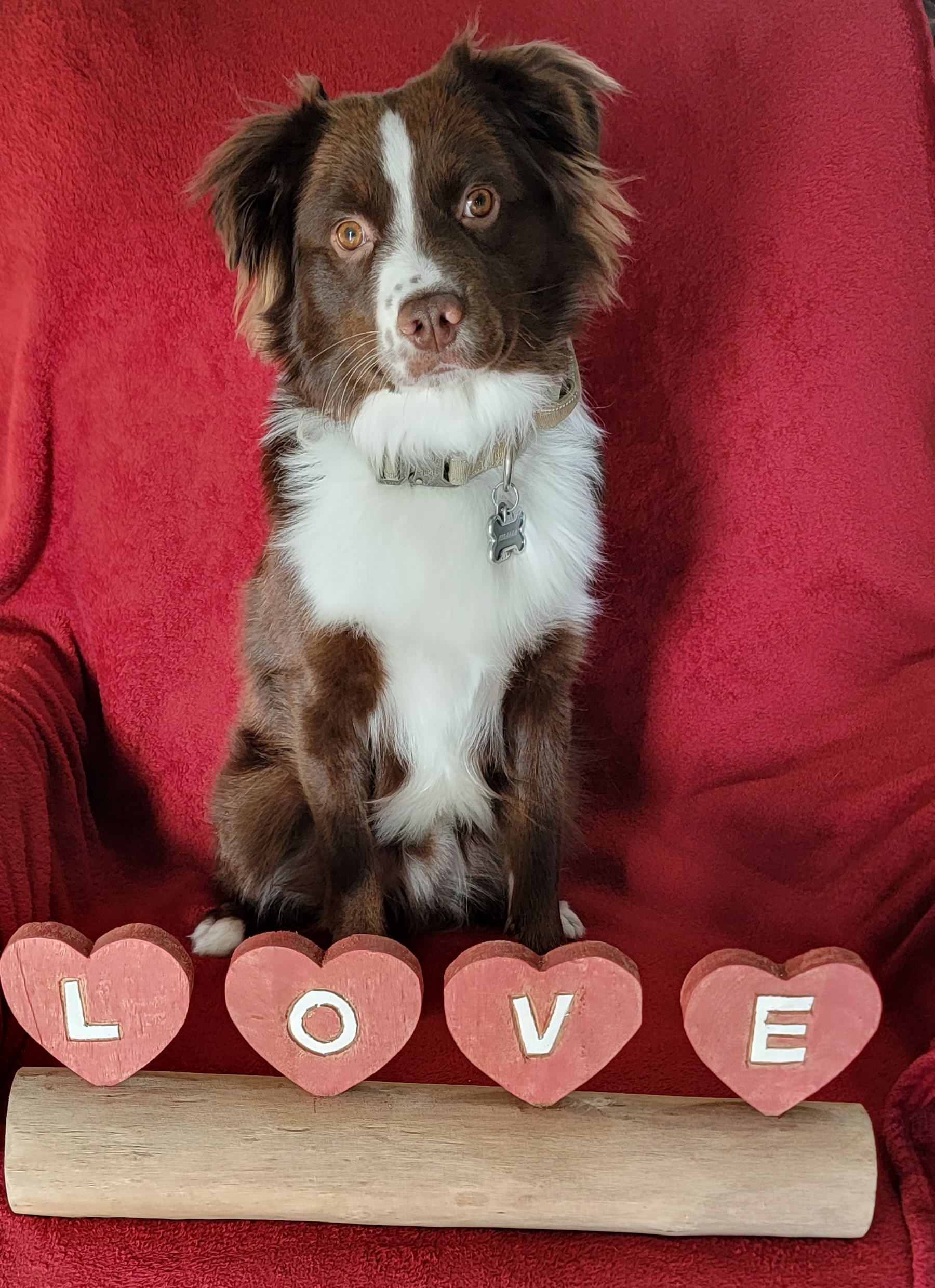 Abraham - Miniature Australian Shepherd