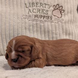 Trekker - Ruby male Cavalier King Charles Spaniel puppy in Oppelo, Arkansas from Liberty Acres Puppies