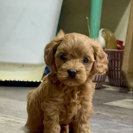Cavapoo puppies from Hunter's Puppies