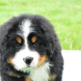 Ronnie - Black tan and white male Bernese Mountain Dog puppy in Millersburg, California from Smith Farms and Kennels