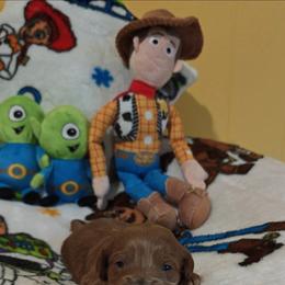 Wallace - Red male Cavapoo puppy in Dallas, Texas from Halo's Heroes Doodles