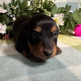 Black and tan boy 2 - Black and tan male Dachshund puppy in Alice, Texas from Crimson’s longhair Dachshunds