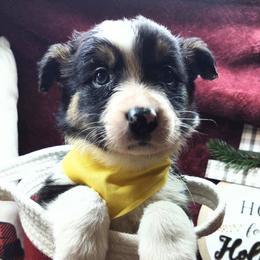 Border Collie Puppies from Stag Valley Homestead