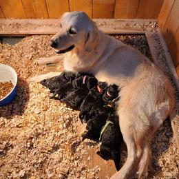 Goldendoodle Puppies from Pinkdoodle Tails