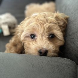 Maltipoo and Poodle Puppies from GG’s Maltipoos and Toy Poodles