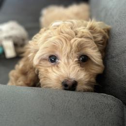 Maltipoo and Poodle Puppies from GG’s Maltipoos and Toy Poodles