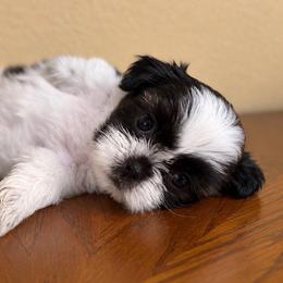 Oreo - Black and white male Shih Tzu puppy in Downey, California from Cali shih tzu