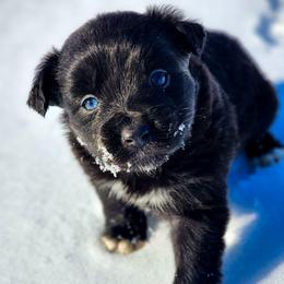 Bonnie - Full Tail - 1 Blue 1 Brown Eye - Black & white female Miniature Australian Shepherd puppy in Mc Alester, Oklahoma from Angel's Aussies