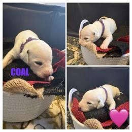 Coal - White and black female Dalmatian puppy in Des Moines, Iowa from Spot Splattered Dalmatians