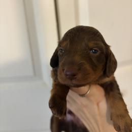 Haurchefant - Chocolate and tan male Dachshund puppy in Conroe, Texas from R&M Dachshunds