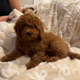 Clover - Apricot male Goldendoodle puppy in Payson, Utah from Country Sky Doodles
