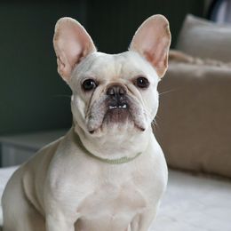 Eve - French Bulldog