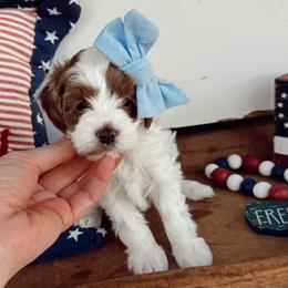 Meadow - White female Cavapoo puppy in Mesa, Arizona from Pedersendoodles