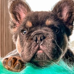 French Bulldog Puppies from Whatabulldog