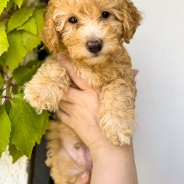 Poodle Puppies from Red Mini Poodles AZ