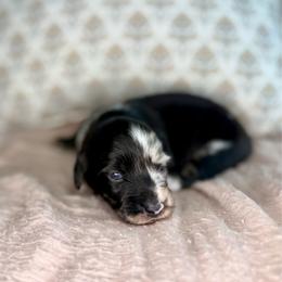 Black dapple female - Dapple female Dachshund puppy in Beaver, Pennsylvania from Meaden’s Mini Dachshunds