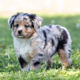 Miniature Australian Shepherd and Toy Australian Shepherd Puppies from Clay Creek Aussies