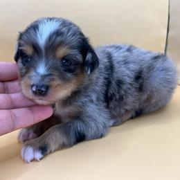 Boy 2 - Blue merle male Toy Australian Shepherd puppy in Alabama from SBA Aussies