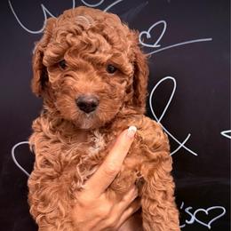 Kisses - Red  female Goldendoodle puppy in Bradenton, Florida from Christianna’s Mini Goldendoodles