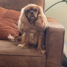 Honey - Cavalier King Charles Spaniel