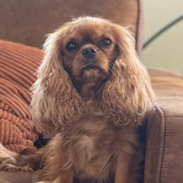 Honey - Cavalier King Charles Spaniel