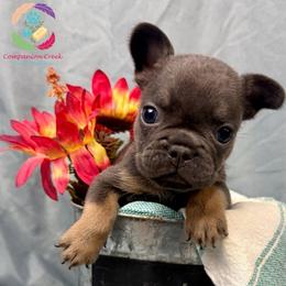 Slate - Blue male French Bulldog puppy in Bowman, Georgia from Companion Creek Farm