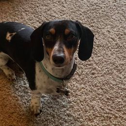 Dachshund All Grown Up from Sleeping Giant Miniature Dachshunds