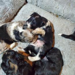 Aussiedoodle, Bernedoodle, and Poodle Puppies from Sis' Doodles & Poodles