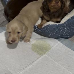 Butterfinger - Cream female Dachshund puppy in Sterling, Colorado from Country Chics Doxies