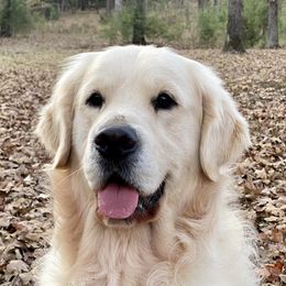 Denver - Golden Retriever
