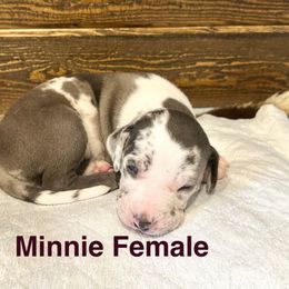 Catahoula Leopard Dog Puppies from M5 Catahoulas
