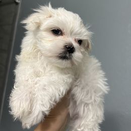 Maltese Puppies from Genice’s Small Wonders