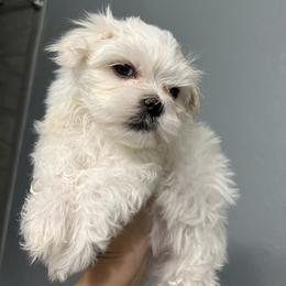 Maltese Puppies from Genice’s Small Wonders