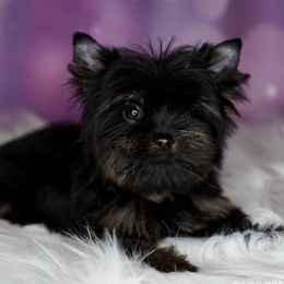Yorkshire Terriers from NV My Little Yorkies