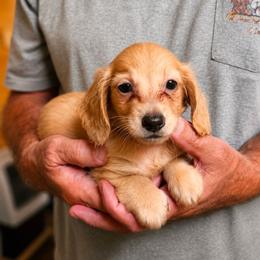 Cream male 4 Green collar - Cream male Dachshund puppy in Trade, Tennessee from TN Miniature Dachshunds & Basset Hounds